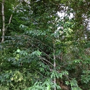 Gomphandra australiana at Mossman Gorge, QLD - 6 Nov 2015 02:37 PM