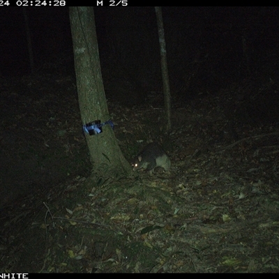 Trichosurus cunninghami (Mountain Brushtail Possum, Southern Bobuck) at Moss Vale, NSW - 24 Sep 2024 by Baronia