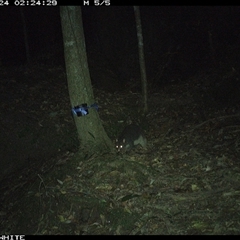 Trichosurus cunninghami at Upper Kangaroo Valley, NSW - 24 Sep 2024 02:24 AM