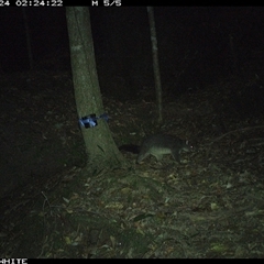 Trichosurus cunninghami at Upper Kangaroo Valley, NSW - 24 Sep 2024 02:24 AM