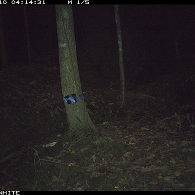 Felis catus (Feral Cat) at Moss Vale, NSW - 10 Oct 2024 by Baronia