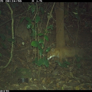Vulpes vulpes (Red Fox) at Moss Vale, NSW - 5 Nov 2024 by Baronia