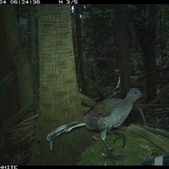 Menura novaehollandiae (Superb Lyrebird) at Moss Vale, NSW - 24 Sep 2024 by Baronia