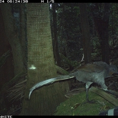 Menura novaehollandiae at Upper Kangaroo Valley, NSW - 24 Sep 2024 06:24 AM