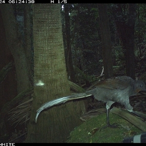 Menura novaehollandiae at Upper Kangaroo Valley, NSW - 24 Sep 2024 06:24 AM