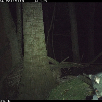 Trichosurus cunninghami (Mountain Brushtail Possum, Southern Bobuck) at Moss Vale, NSW - 24 Sep 2024 by Baronia