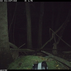 Rattus sp. (A native or introduced Rattus species) at Moss Vale, NSW - 2 Oct 2024 by Baronia
