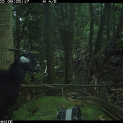 Capra hircus (Goat, Feral Goat) at Moss Vale, NSW - 2 Oct 2024 by Baronia