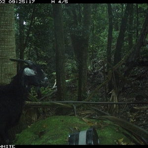 Capra hircus (Goat, Feral Goat) at Moss Vale, NSW - 2 Oct 2024 by Baronia
