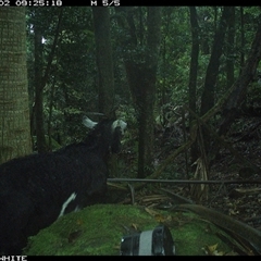 Capra hircus at Upper Kangaroo Valley, NSW - 2 Oct 2024 09:25 AM
