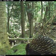 Tachyglossus aculeatus (Short-beaked Echidna) at Upper Kangaroo Valley, NSW - 11 Oct 2024 by Baronia