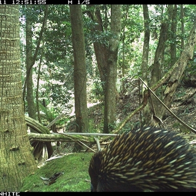 Tachyglossus aculeatus (Short-beaked Echidna) at Upper Kangaroo Valley, NSW - 11 Oct 2024 by Baronia