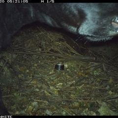 Bos taurus (Cattle) at Moss Vale, NSW - 20 Oct 2024 by Baronia