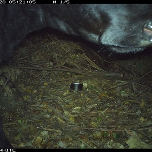 Bos taurus at Upper Kangaroo Valley, NSW - 20 Oct 2024 05:21 AM