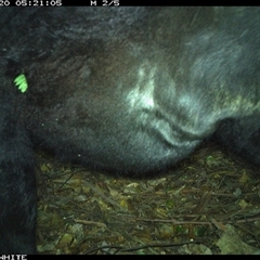 Bos taurus at Upper Kangaroo Valley, NSW - 20 Oct 2024 05:21 AM