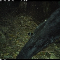 Bos taurus at Upper Kangaroo Valley, NSW - 20 Oct 2024 05:21 AM