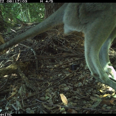 Macropus giganteus (Eastern Grey Kangaroo) at Moss Vale, NSW - 22 Oct 2024 by Baronia