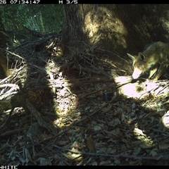 Vulpes vulpes (Red Fox) at Upper Kangaroo Valley, NSW - 26 Oct 2024 by Baronia