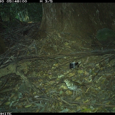 Zoothera lunulata (Bassian Thrush) at Upper Kangaroo Valley, NSW - 30 Oct 2024 by Baronia