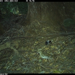 Zoothera lunulata at Upper Kangaroo Valley, NSW - 30 Oct 2024 05:48 AM