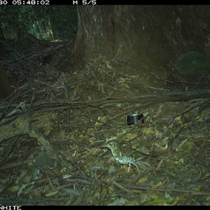 Zoothera lunulata at Upper Kangaroo Valley, NSW - 30 Oct 2024 05:48 AM