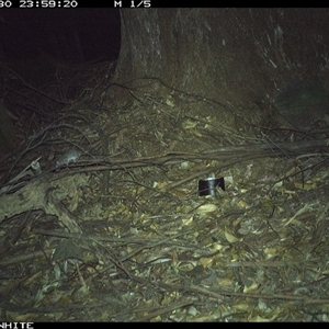 Rattus fuscipes (Bush Rat) at Moss Vale, NSW - 30 Oct 2024 by Baronia