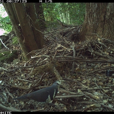 Leucosarcia melanoleuca (Wonga Pigeon) at Upper Kangaroo Valley, NSW - 1 Nov 2024 by Baronia