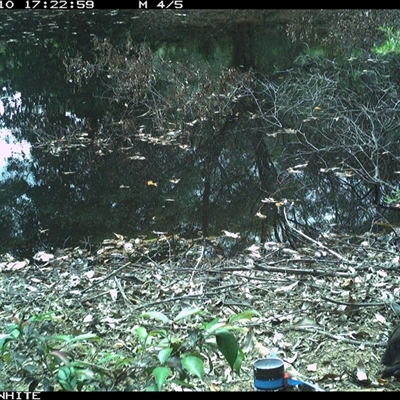 Wallabia bicolor (Swamp Wallaby) at Upper Kangaroo Valley, NSW - 10 Nov 2024 by Baronia