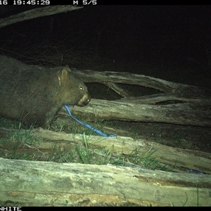 Vombatus ursinus at Upper Kangaroo Valley, NSW - 16 Oct 2024 07:45 PM