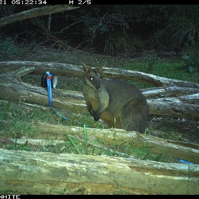 Wallabia bicolor (Swamp Wallaby) at Moss Vale, NSW - 21 Oct 2024 by Baronia
