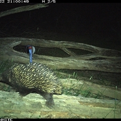 Tachyglossus aculeatus (Short-beaked Echidna) at Moss Vale, NSW - 22 Oct 2024 by Baronia