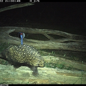 Tachyglossus aculeatus at Upper Kangaroo Valley, NSW - 22 Oct 2024 09:00 PM