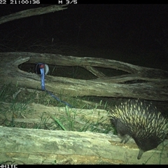 Tachyglossus aculeatus at Upper Kangaroo Valley, NSW - 22 Oct 2024 09:00 PM