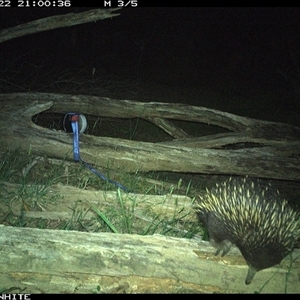 Tachyglossus aculeatus at Upper Kangaroo Valley, NSW - 22 Oct 2024 09:00 PM