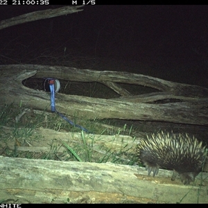 Tachyglossus aculeatus at Upper Kangaroo Valley, NSW - 22 Oct 2024 09:00 PM