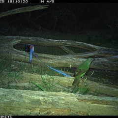 Ailuroedus crassirostris (Green Catbird) at Upper Kangaroo Valley, NSW - 25 Oct 2024 by Baronia