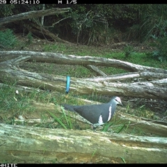 Leucosarcia melanoleuca (Wonga Pigeon) at Upper Kangaroo Valley, NSW - 29 Oct 2024 by Baronia
