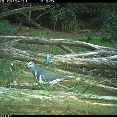 Leucosarcia melanoleuca at Upper Kangaroo Valley, NSW - 29 Oct 2024 05:24 AM