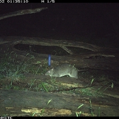 Perameles nasuta (Long-nosed Bandicoot) at Upper Kangaroo Valley, NSW - 2 Nov 2024 by Baronia