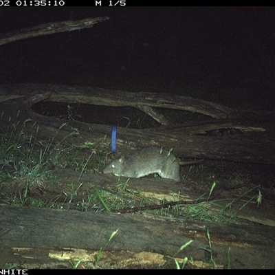 Perameles nasuta (Long-nosed Bandicoot) at Upper Kangaroo Valley, NSW - 2 Nov 2024 by Baronia