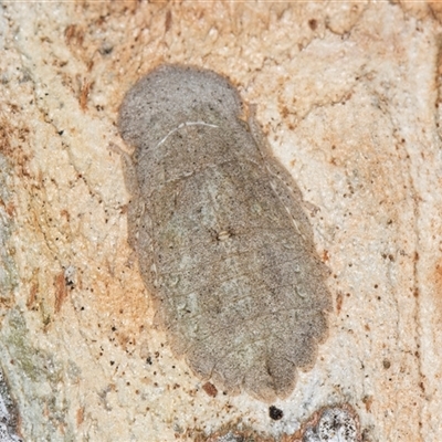 Ledromorpha planirostris (A leafhopper) at Bruce, ACT - 13 Jun 2025 by kasiaaus