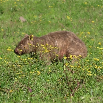 Vombatus ursinus (Common wombat, Bare-nosed Wombat) at Kangaroo Valley, NSW - Yesterday by lbradley