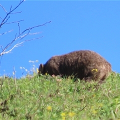 Vombatus ursinus (Common wombat, Bare-nosed Wombat) at Kangaroo Valley, NSW - Yesterday by lbradley