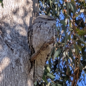 Podargus strigoides (Tawny Frogmouth) at Mount Annan, NSW - Today by MandyandScott