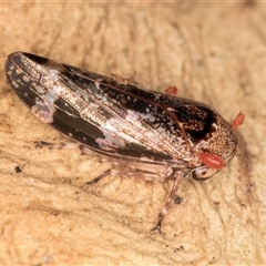 Eurymeloides adspersa (Gumtree hopper) at Bruce, ACT - 13 Jun 2025 by kasiaaus
