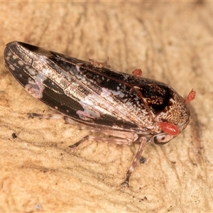 Eurymeloides adspersa (Gumtree hopper) at Bruce, ACT - 13 Jun 2025 by kasiaaus