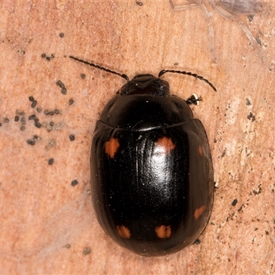 Paropsisterna octosignata (Eucalyptus leaf beetle) at Bruce, ACT - 13 Jun 2025 by kasiaaus