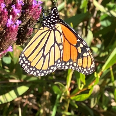 Danaus plexippus (Monarch) at Pheasants Nest, NSW - 30 May 2025 by JohnGiacon