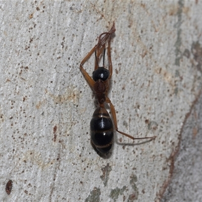 Camponotus consobrinus (Banded sugar ant) at Belconnen, ACT - 21 May 2025 by AlisonMilton
