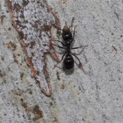Unverified Ant (Hymenoptera, Formicidae) at Belconnen, ACT - 21 May 2025 by AlisonMilton
